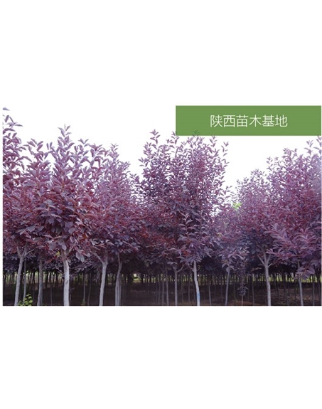 標(biāo)題：苗木基地
瀏覽次數(shù)：2151
發(fā)表時(shí)間：2020-10-17