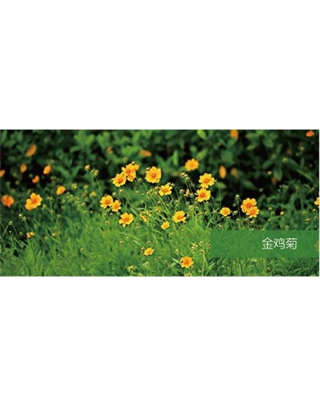 標(biāo)題：地被
瀏覽次數(shù)：1915
發(fā)表時間：2020-10-17
