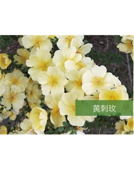 標題：喬灌木
瀏覽次數：1398
發表時間：2020-10-17