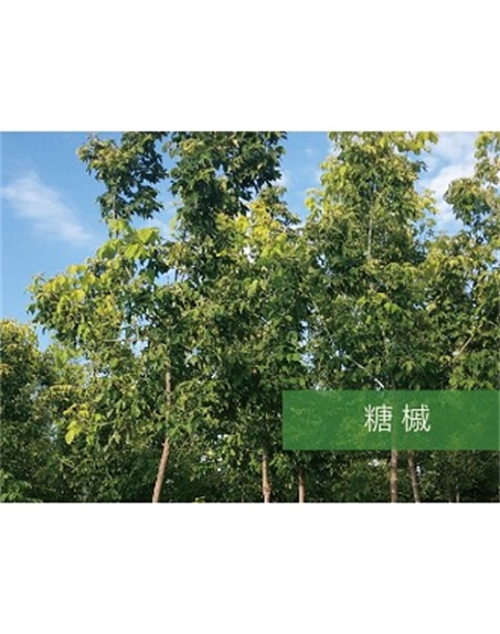 標(biāo)題：喬灌木
瀏覽次數(shù)：2190
發(fā)表時間：2020-10-17
