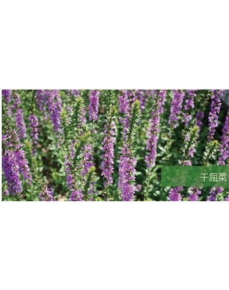 標題：地被
瀏覽次數：1850
發表時間：2020-10-17