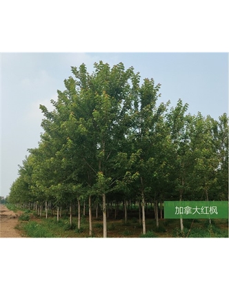 標題：名貴樹種
瀏覽次數：1852
發表時間：2020-10-17